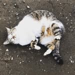 バブちゃんず - @jon.bunchan_9 - Instagram