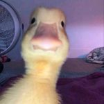 Jon Chun - @jonchun1 - Instagram