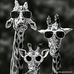 Jon Cool Cool - Facebook