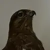 John Eriksen 🐸 - @johneriksen641 - TikTok