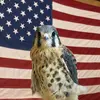 jonesfalconry - @jonesfalconry - TikTok