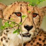 Jonathan Greenway - @jonos_wild_life_photography - Instagram
