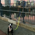 Jon Hahn - @austintopdog - Instagram
