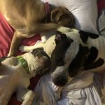 Jon Harper - @delcozoohouse - Instagram