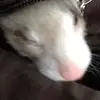 #ferretlover.jonboy - @jonrholbrook - TikTok