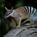Jon Holbrook - @numbat3 - Instagram