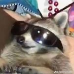 Jon Hooper - @that_dam_raccoon - Instagram