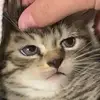 Jon Ingle - @jonlukeingle - TikTok