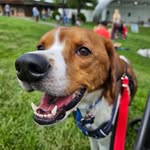 Jon Ingle - @alwaysbeenajingle - Instagram