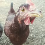 Jonathan kellogg - @k3ll066 - Instagram