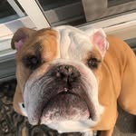 Jon Kite - @sassy_bulldogs123 - Instagram
