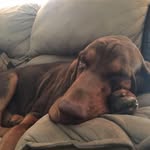John Lindell - @cobowfisher - Instagram