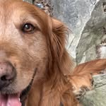 John Lugo - @fluidk9_dog_training - Instagram