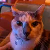 jonmaynard443 - @toodamnarrogant - TikTok