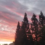 John McCombs - @plantpeddler - Instagram