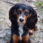 John McNulty - @goose_thecockerspaniel - Instagram