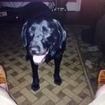Jon Person - @jplawndog - Instagram