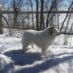 Jon Petersen - @japesusa2000 - Instagram