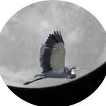 jon pullen - @avianmagic - Instagram