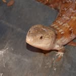 jon spry - @cjs.exotics.rescue - Instagram
