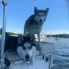 boat Huskies - @jonstarkey5959 - TikTok