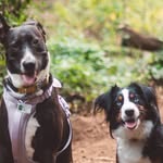 ONYX + JAY 🐾 The San Francisco Dogs - @jonyx.walks - Instagram