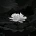 Jonhson Syine - Facebook