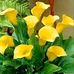 Jon Trejo - Facebook