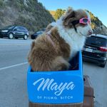 Jon Knute Unger - @mayathewondermutt - Instagram