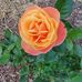 Dawn Youngdahl Jones - Facebook