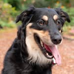 Tahoe Jonah Johnston-Abbott - @tahoethedoggo - Instagram
