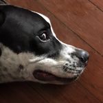 Jonah Barry - @7doglysins - Instagram