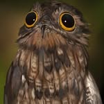 Jonah Bray - @jonahthemuffinboi - Instagram