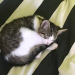 Jonah Fletcher - @live_for_cat_pics - Instagram