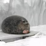 Jonah Gonzalez - @the_biggest_seal - Instagram