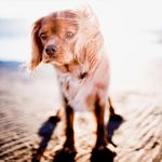 Jonah Lowe - @puppy__lovers__group - Instagram