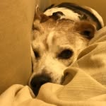 Jonah Marshall - @jonahthebeagle - Instagram