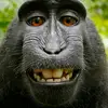 Jonah Sandoval - @thatmonkey592 - TikTok