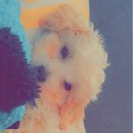 Jonas Bailey Venegas - @_jonasthemalti_ - Instagram