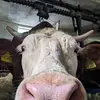 jonas - @jonashartm_88 - TikTok