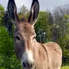 jonas.huber - @jonas.huber2110 - TikTok
