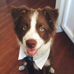 Jonas Steele - @aussie_jonas - Instagram