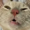whitneyjonas2 - @whitneyjonas2 - TikTok
