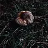 🌀jonas🌀 - @jonas.williams0 - TikTok