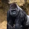 jonasthewise - @wiseapeoftheisle - TikTok