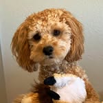 Jonas Wong - @mydogis___jonas - Instagram
