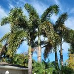 Jonas Yoder - @jonasyoder60 - Instagram