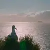 PoroDreamer - @jonatanabrahamsson - TikTok