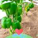 Jonathan Agro farm Limited - Facebook