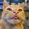 Jonathan Flores - @jonathan_alfredo - TikTok